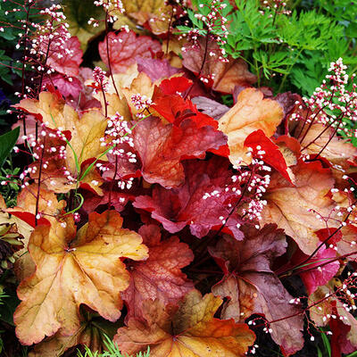 Heuchera 'Paprika' - Heuchera 'Paprika'