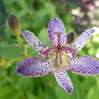 Tricyrtis formosana 'Purple Beauty'