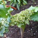 Farfugium japonicum 'Wavy Gravy' - 