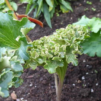 Farfugium japonicum 'Wavy Gravy'