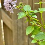 Mentha piperita x var citrata 'Lemon'  - 