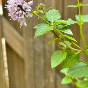 Mentha piperita x var citrata 'Lemon'