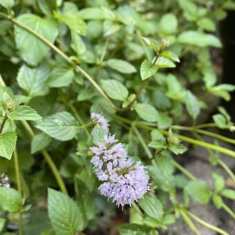 Mentha piperita x var citrata 'Lemon'