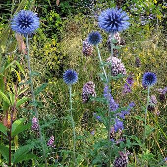 Echinops bannaticus 'Blue Glow'