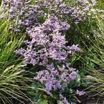 Limonium gmelinii 'Dazzle Rocks' - Limonium gmelinii 'Dazzle Rocks'