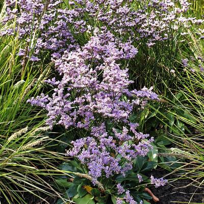 Limonium gmelinii 'Dazzle Rocks' - 