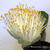 Haemanthus albiflos