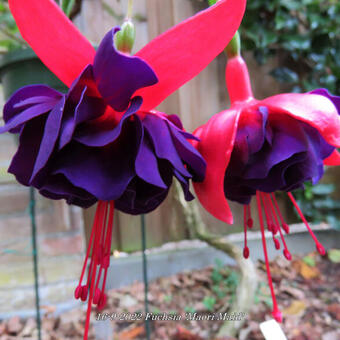 Fuchsia 'Maori Maid'