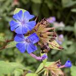 Ceratostigma willmottianum 'Forest Blue' - 