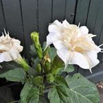 Datura metel 'Cream and Sugar' - 