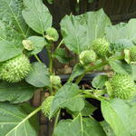 Datura metel 'Cream and Sugar' - 