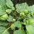 Datura metel 'Cream and Sugar'