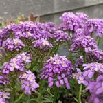 Iberis 'MERMAID Lavender' - 