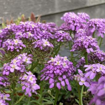 Iberis 'MERMAID Lavender'