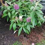 Buddleja davidii BUTTERFLY CANDY 'Little Lila' - 