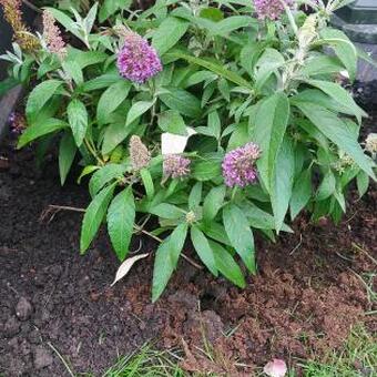 Buddleja davidii BUTTERFLY CANDY 'Little Lila'