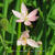 Hesperantha coccinea 'Pink Princess'