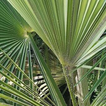 Trachycarpus sp. 'Manipur'