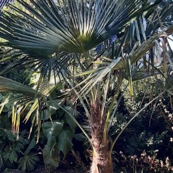 Trachycarpus sp. 'Manipur'