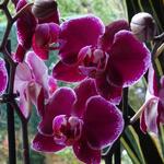 Phalaenopsis 'Anthura Montpellier' - 