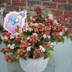 Abelia x grandiflora 'Little Lady' - 