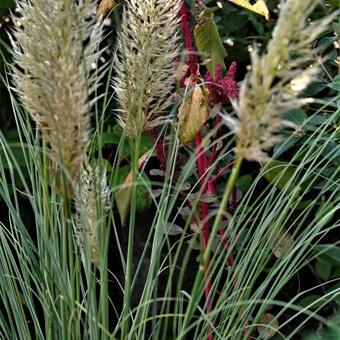 Cortaderia selloana 'Mini Silver Pampas '