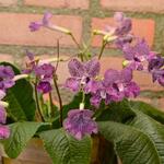 Streptocarpus 'Hotosigu' - 