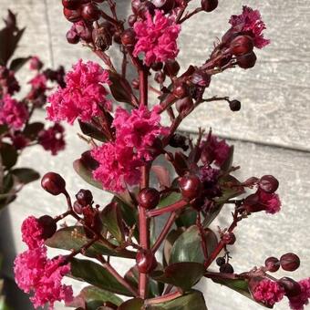 Lagerstroemia indica 'Pink Velour'