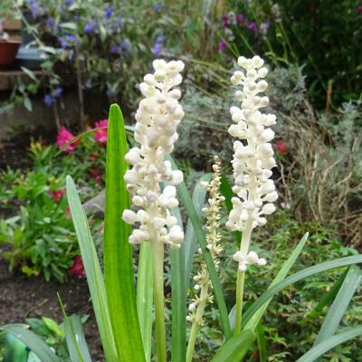 Liriope muscari 'Monroe White' - Liriope muscari 'Monroe White'