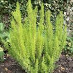 Erica arborea 'Albert's Gold' - 