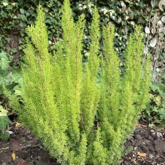 Erica arborea 'Albert's Gold'