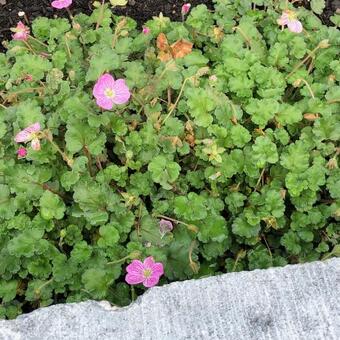 Erodium x variabile 'Bishop's Form'