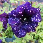 Petunia 'Night Sky' - 