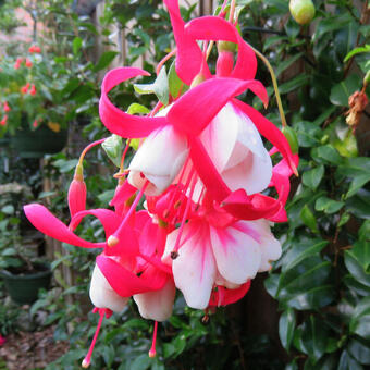 Fuchsia 'Wilson's Pearls'