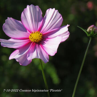 Cosmos bipinnatus 'Picotée'