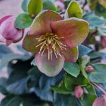 Helleborus HGC 'ICE N' ROSES Early Rose' - 