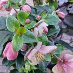 Helleborus HGC 'ICE N' ROSES Early Rose' - 