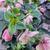 Helleborus HGC 'ICE N' ROSES Early Rose'