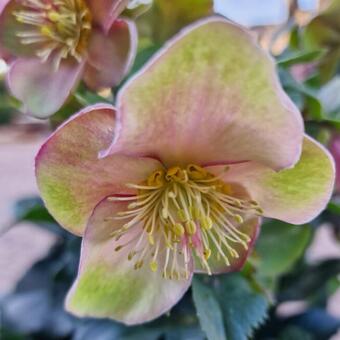 Helleborus HGC 'ICE N' ROSES Early Rose'