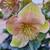 Helleborus HGC 'ICE N' ROSES Early Rose'