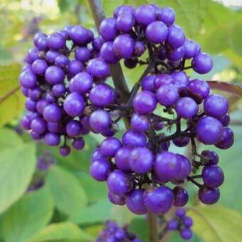 Callicarpa bodinieri 'Profusion'