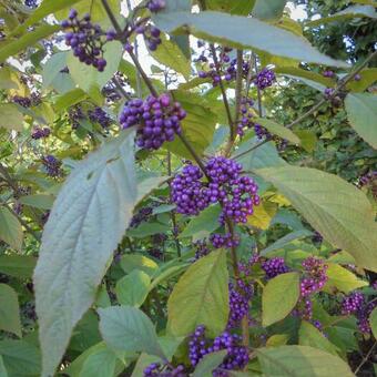 Callicarpa bodinieri 'Profusion'