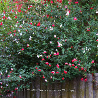 Salvia x jamensis 'Hot Lips'