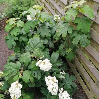 Hydrangea quercifolia