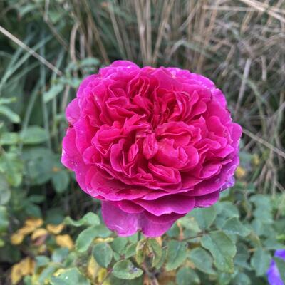 Rosa ‘Gabriel Oak’ - 