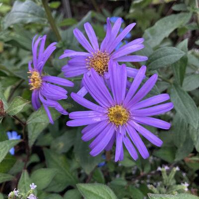 Aster x frikartii 'Jungfrau'