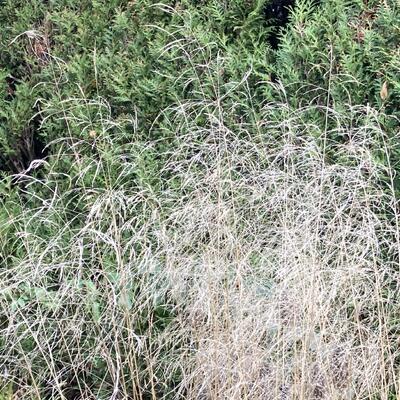 Deschampsia cespitosa 'Goldtau' - Deschampsia cespitosa 'Goldtau'