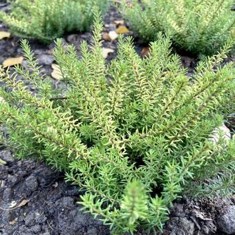 Erica x darleyensis f. aureifolia 'Mary Helen'