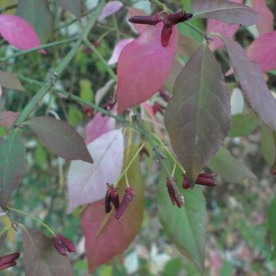 Euonymus alatus    - Flügel-Spindelstrauch - Euonymus alatus   