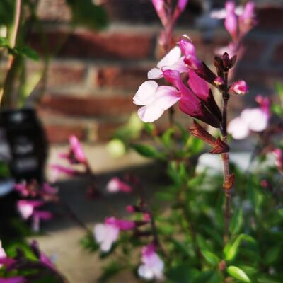 Salvia greggii 'Joy' - Salvia greggii 'Joy'